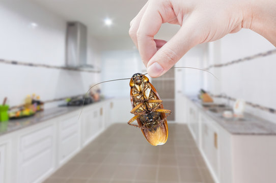 Woman's Hand holding cockroach on kitchen background, eliminate cockroach in kitchen