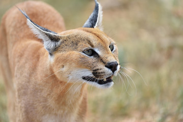 Caracal portrait in Namibia