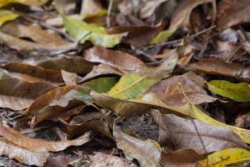 falling leaves and dry leaves on the ground after the rain
