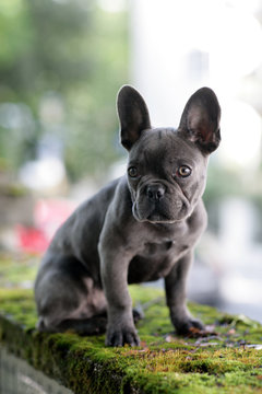 Franz&ouml;sische Bulldogge