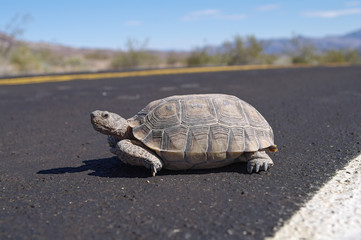 Obraz premium Desert tortoise crossing a road in Death Valley National Park.