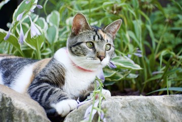 Naklejka na ściany i meble pretty calico tabby cat in the garden on a sunny day