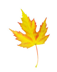 maple leaf