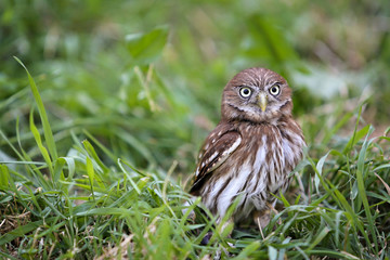 Little curious owl
