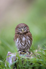 Little brazilian owl