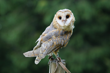 Beautiful elegant barn owl