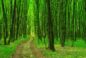  green forest