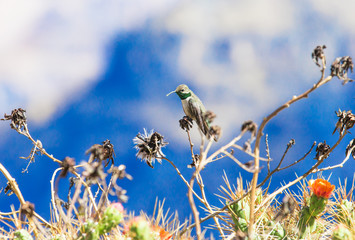 Hummingbird feeding on flower