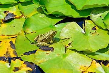Teichfrosch am Seerosenblatt sitzend