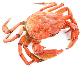 Cooked crab on a white background.