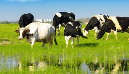 Cows grazing on pasture © Željko Radojko