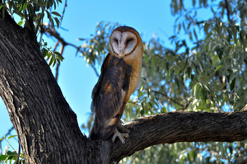 Barn owl watching from a willow tree