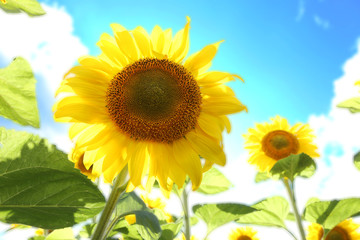 Sunflowers in the field on the sunny day.