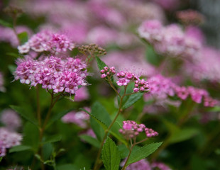 Obraz premium Beautiful pink flowers