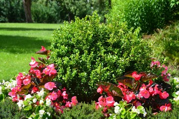 Pflanzkübel mit Begonien und Buchsbaum in farbenfroher Zusammenstellung - Dekoration