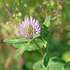 Wiesen-Klee, Trifolium pratense, Rot-Klee