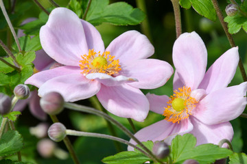 Japanese Anemone