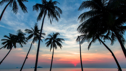 Obraz premium Palm trees silhouettes on the background of the blue sky during the beautiful marine sunset.