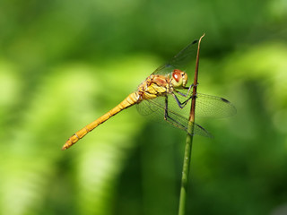 Yellow Dragonfly with Red Eyes
