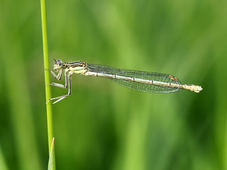 Damselfly Clinging to Grass Stalk