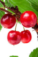 felted cherry on the branch isolated white background