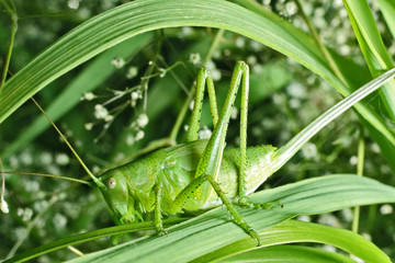 Grasshopper