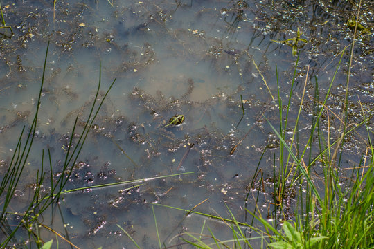 Frosch im Sumpf