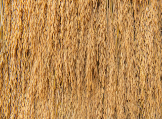 Pile of paddy bundle on the rice field after harvest