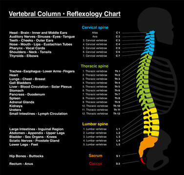 Reflexology chart - human backbone with accurate description of the corresponding internal organs and body parts, and with names and numbers of the vertebras.