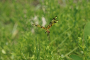 dragonfly on grass