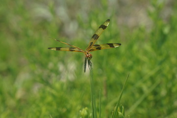 dragonfly on grass
