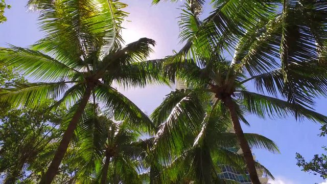 Looking up at Palm Trees in Miami Beach,Florida.
