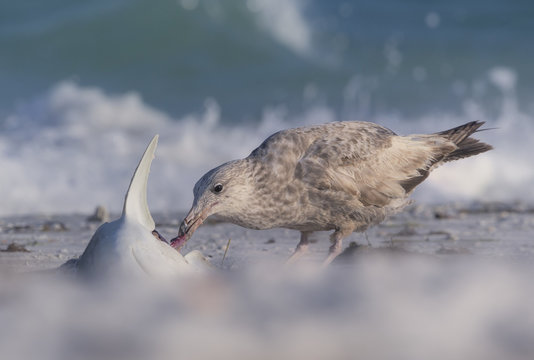 Close-up of a Seagull standing on a sandy beach eating a dead shark, Sarasota, Florida, USA
