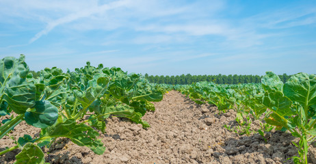 Field with vegetables in summer