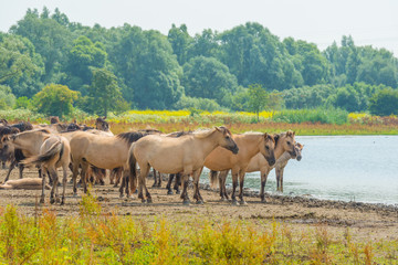 Naklejka premium Horses along the shore of a lake in summer