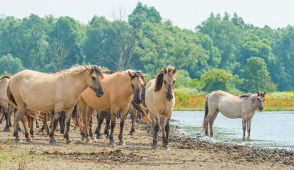 Horses along the shore of a lake in summer © Naj