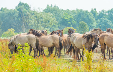Fototapeta premium Horses in wetland in summer