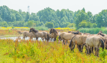 Horses along the shore of a lake in summer © Naj