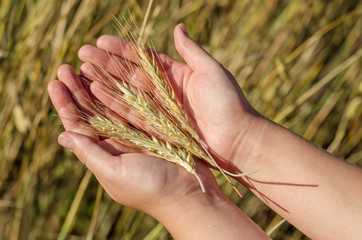 Rye in the hands of the girl