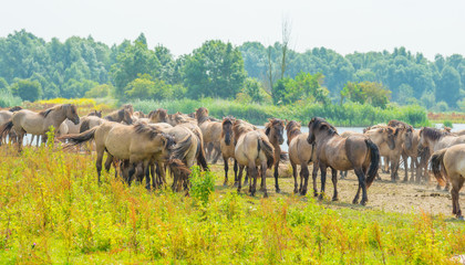 Obraz premium Horses along the shore of a lake in summer