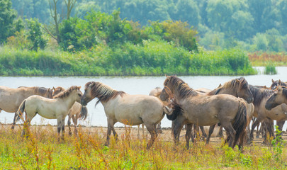 Horses along the shore of a lake in summer