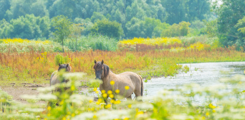 Horses along the shore of a lake in summer © Naj