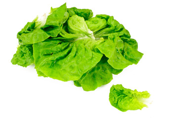 Green Fresh Lettuce