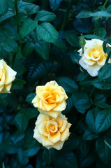 Rose bushes with yellow blossoms and bud