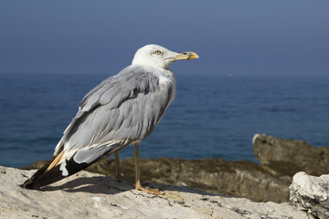 Seagull on a Rock