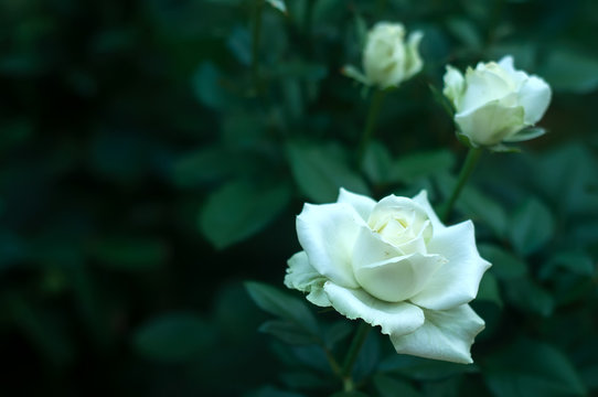 white rose on a background