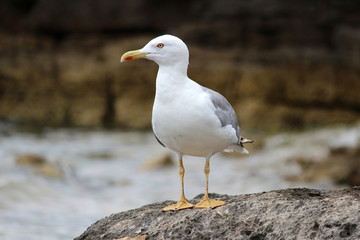 Obraz premium Big Seagull on a rocky Coast