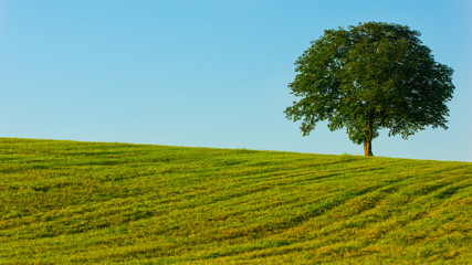 Baum auf grüner Wiese - Bayern im Sommer