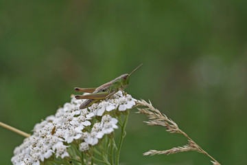 Grashüpfer