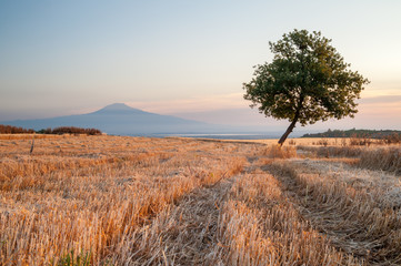 Filed of harvested wheat at dawn in Sicily with a view of Mount Etna in the distance
